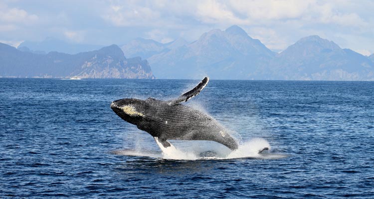 A whale breaches from the ocean with mountains in the distance.