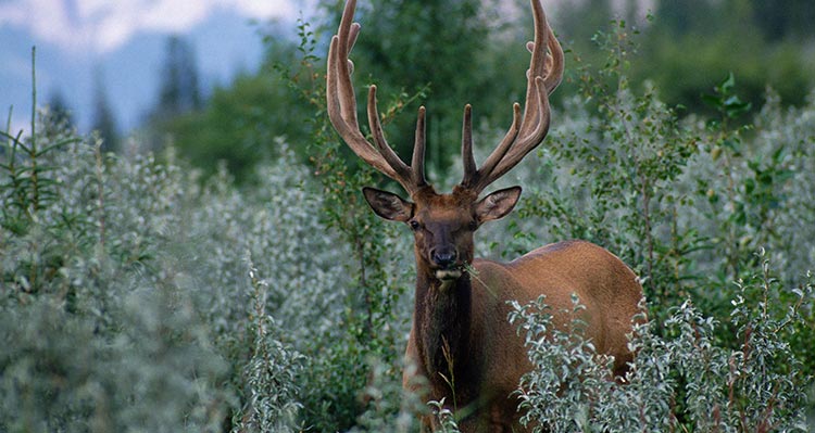 An elk eats some foliage.