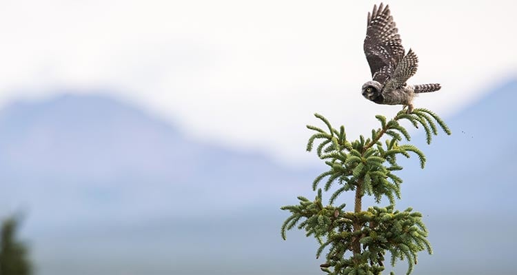 An owl perched atop a conifer tree.