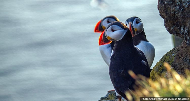 Three puffins sit on a cliffside.
