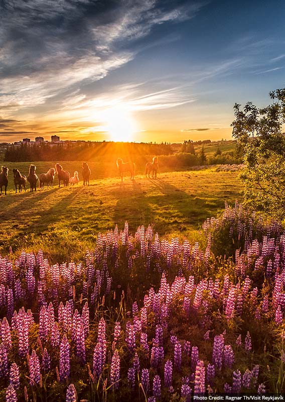 A sunset behind a grassy field of horses and lupins.