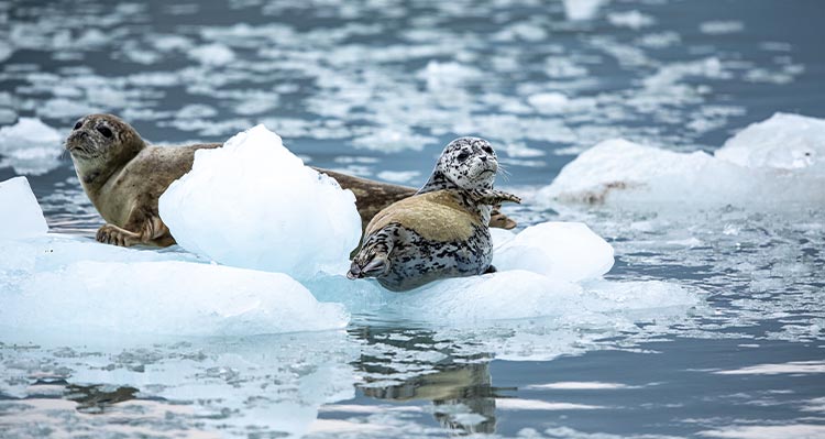 Two seals on a floating piece of sea ice.