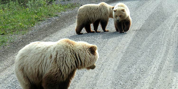three grizzly bears walk along a dirt road
