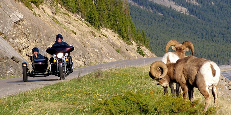 A person on a motorcycle with a sidecar drives near longhorn sheep