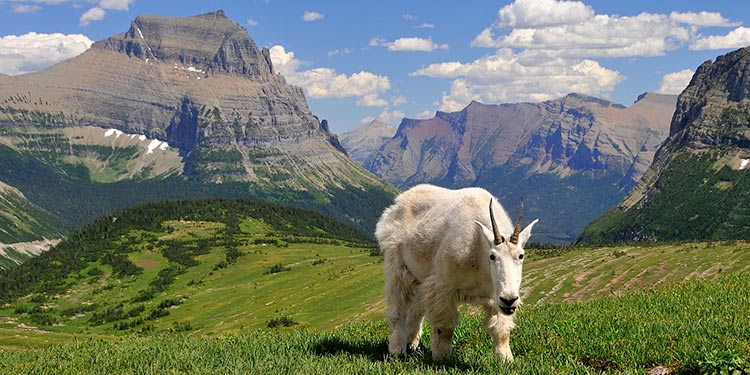 a mountain goat stands in a grassy alpine field with mountain backdrop