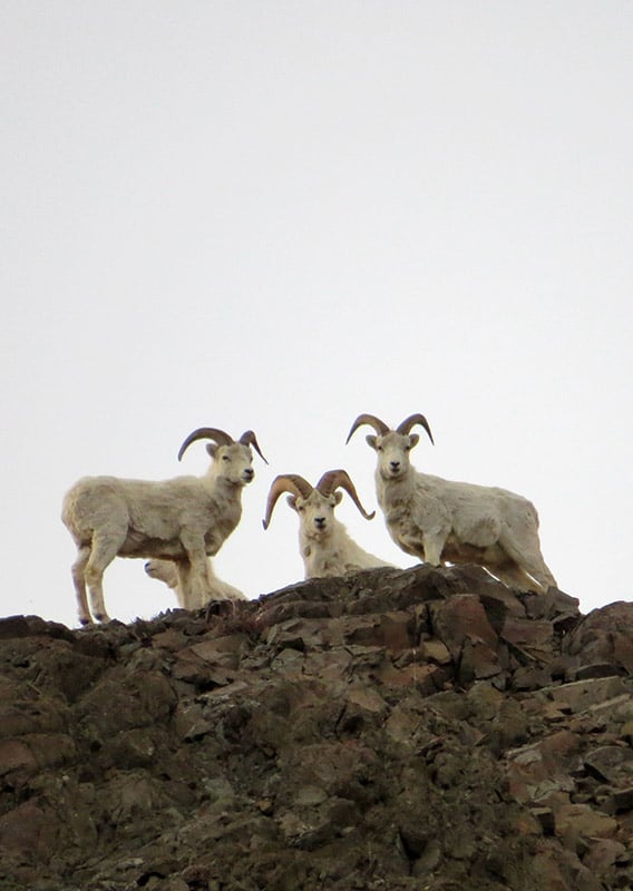 A band of dall sheep stand at the top of a rock ledge