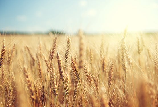 A close up of golden wheat in a field with blue skies behind
