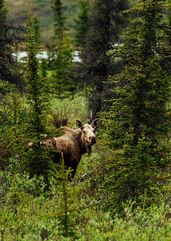 A moose looks through trees.